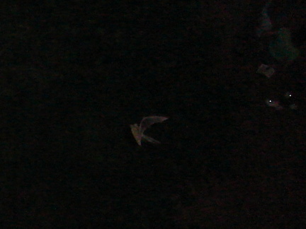 Pictures 091